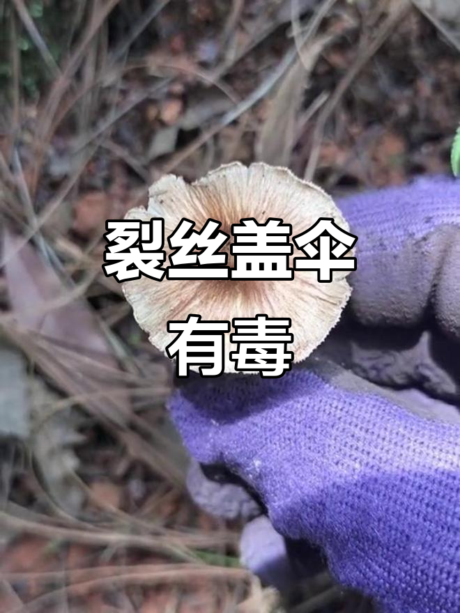 丝盖噻蘑菇:神经精神类损害毒性的致命隐患