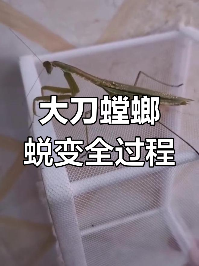 狭翅大刀螳螂的蜕变过程,九次成长终成成年