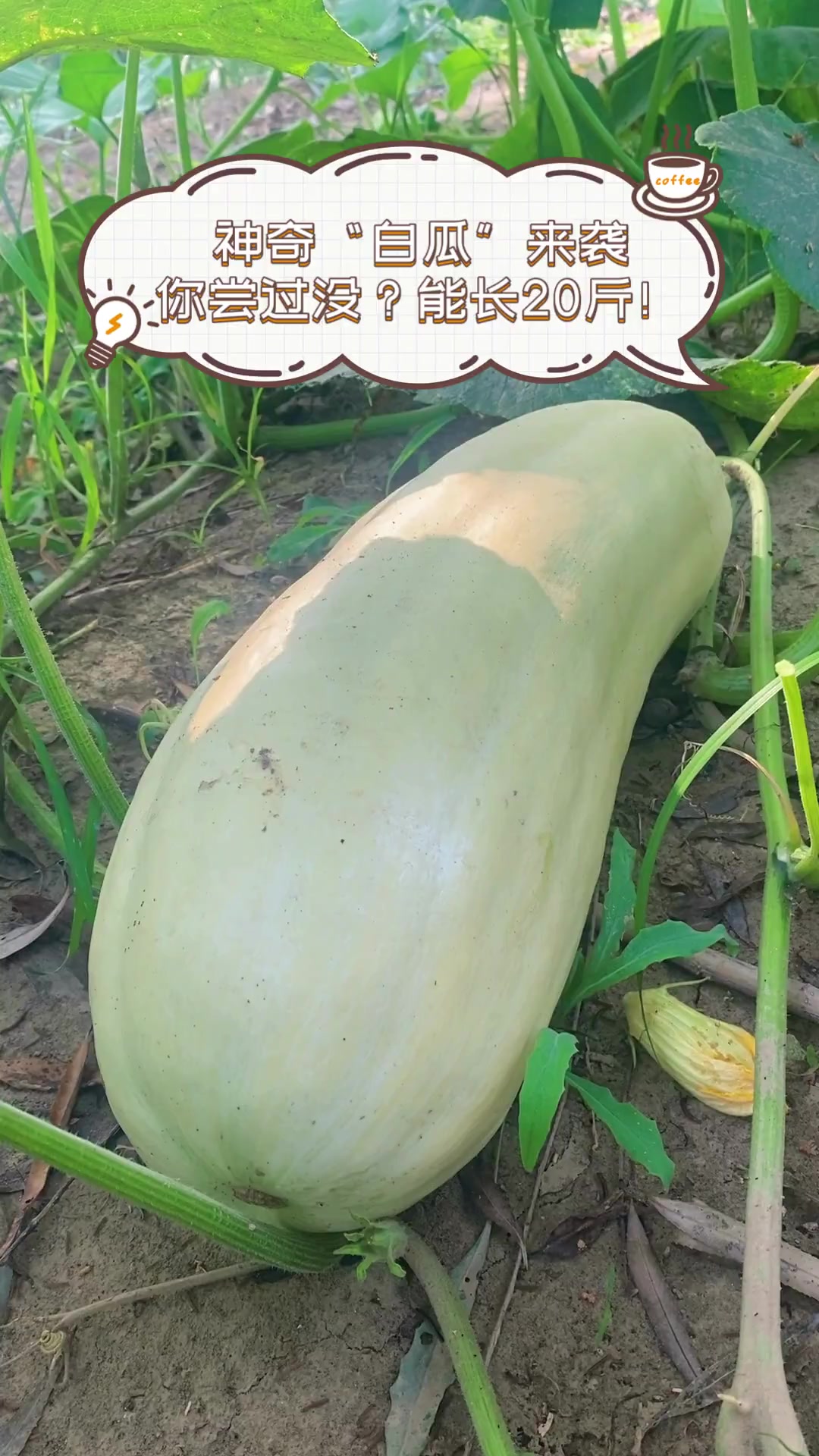 神奇"白瓜"来袭,你尝过没?能长20斤!