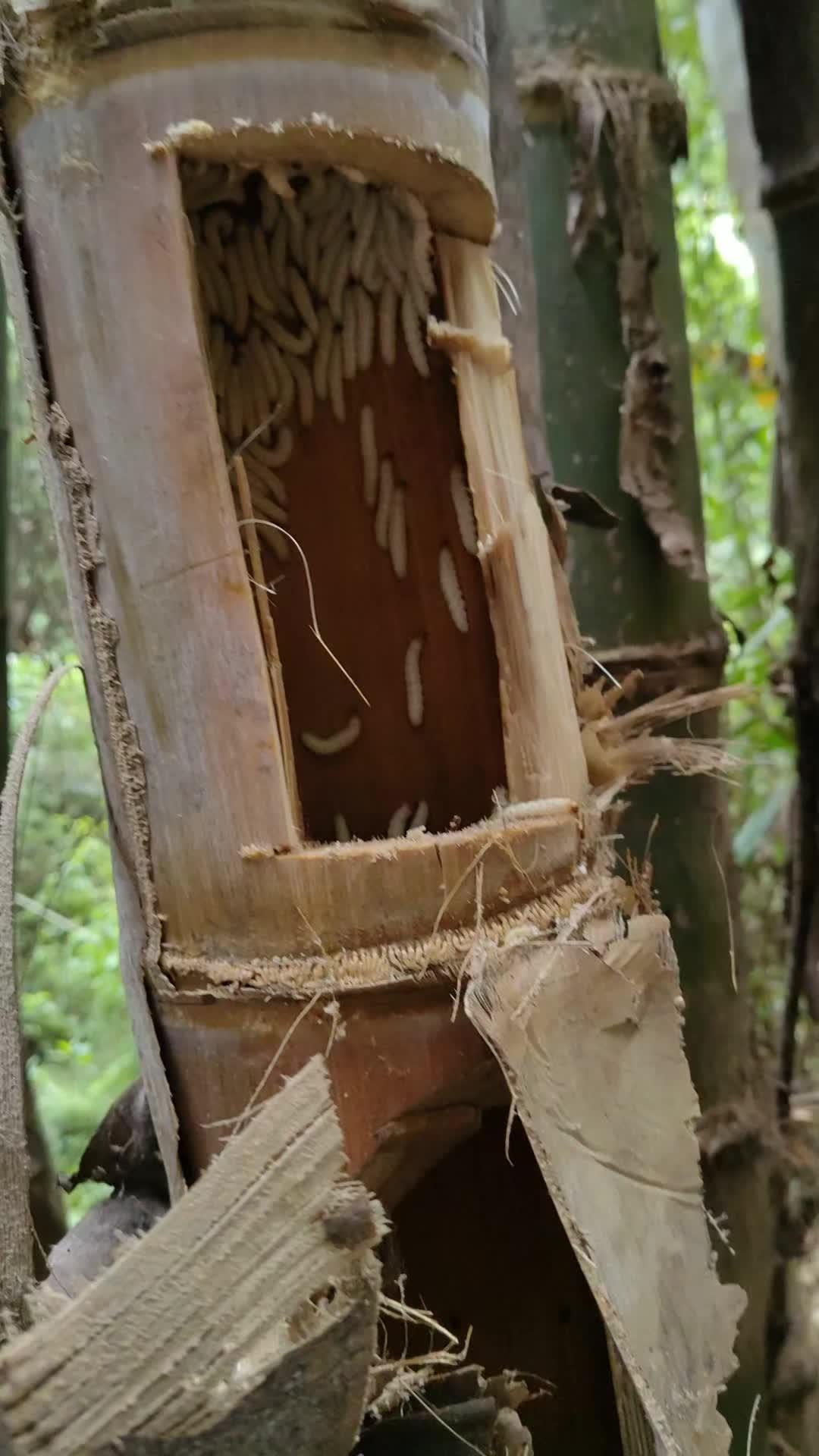 小竹虫养殖 小竹虫