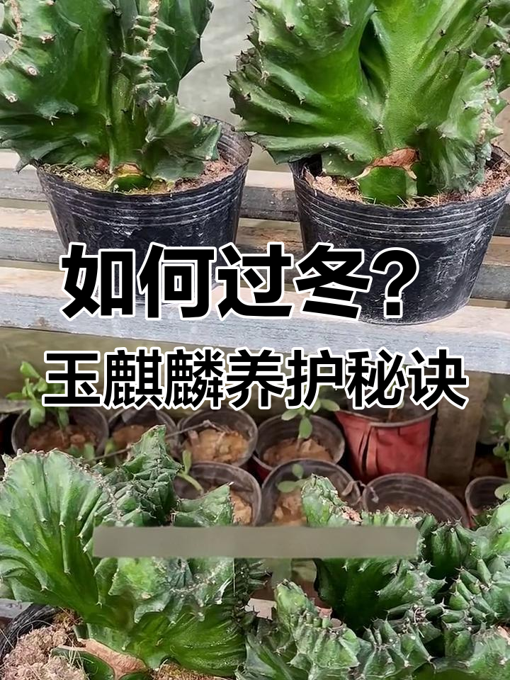 冬季玉麒麟养护全攻略:保暖与浇水技巧