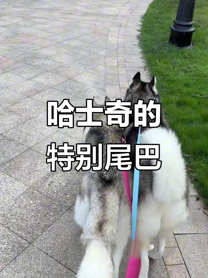 哈士奇尾巴的独特状态,竟然是这样!