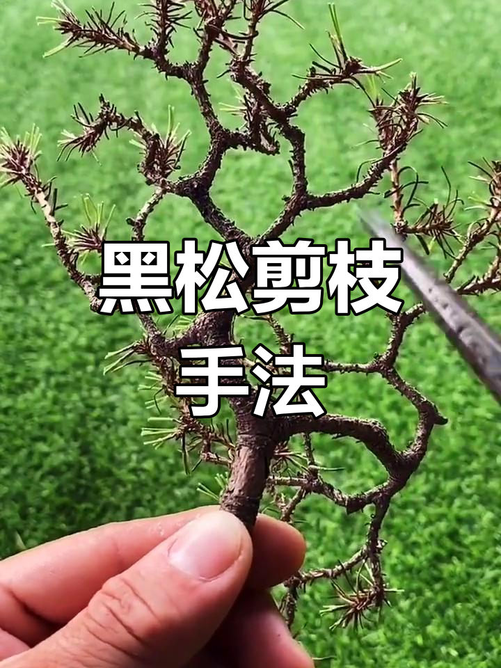 岭南盆景松树修剪技巧揭秘