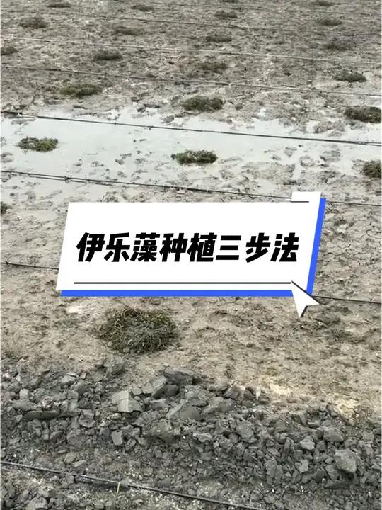 伊乐藻图片 种植方法图片