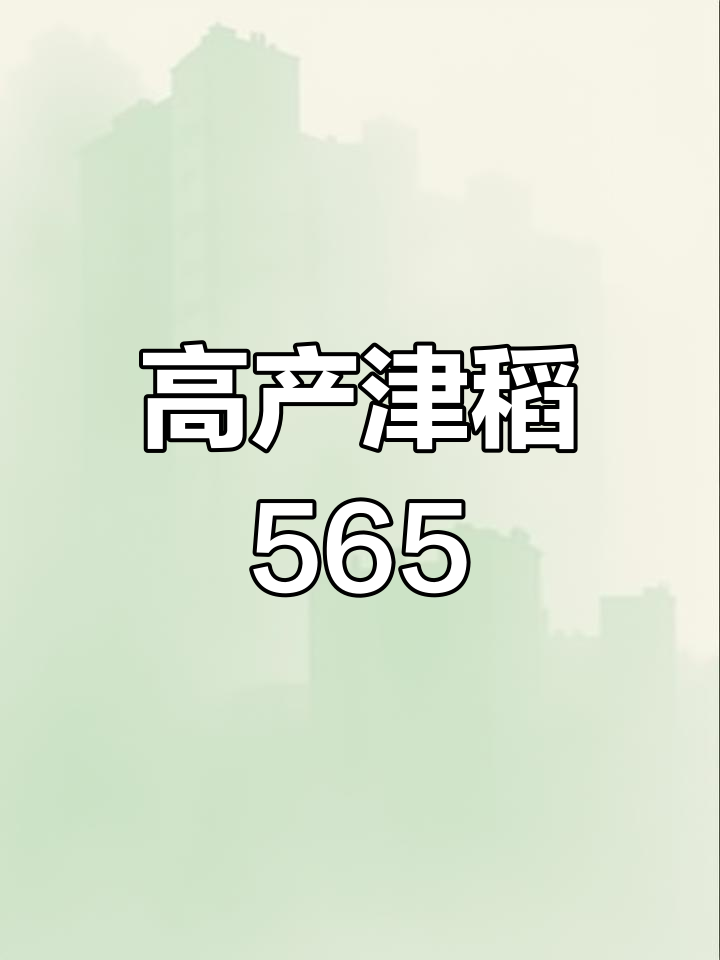 津稻667图片