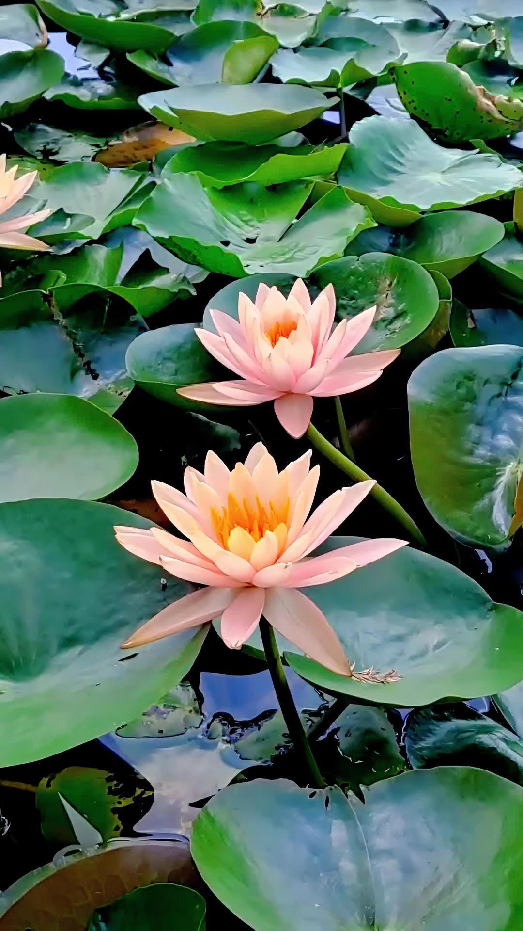 睡莲 好看的花一定要分享给你 美不美你说了算 最美的遇见