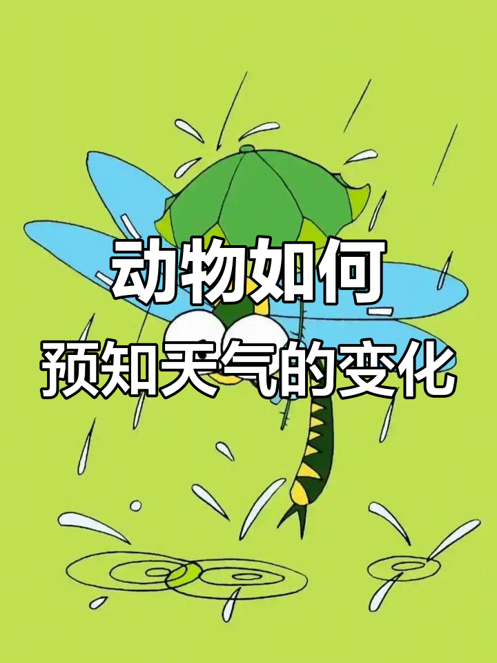动物天气预报:这些小生命能预测风雨