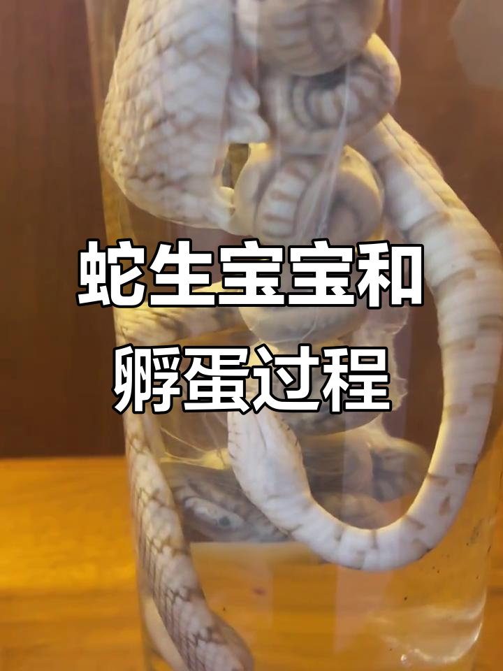 蛇蛋孵化全过程,揭秘黄山蛇园的神奇生育方式