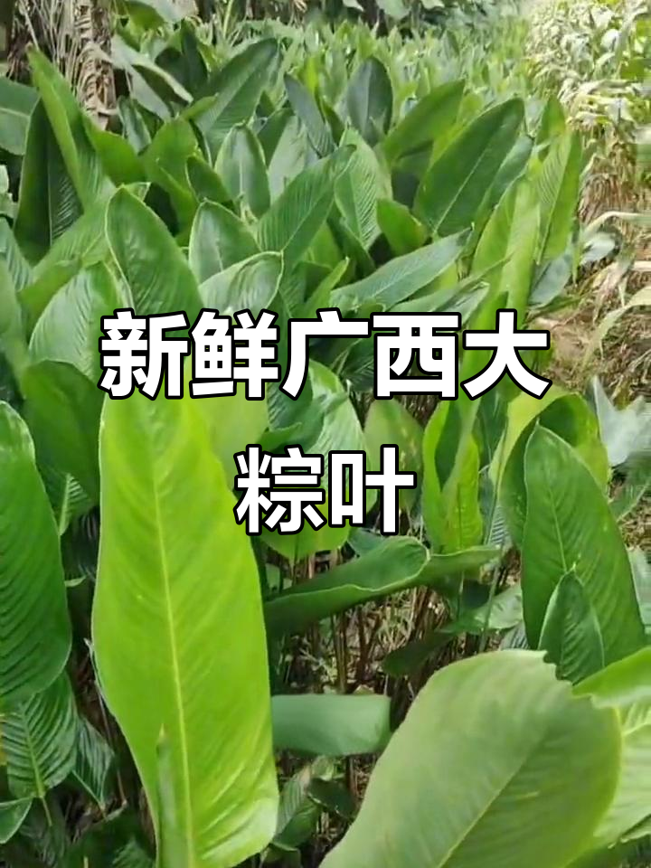 广西新鲜大粽叶,包粽子必备!直接从产地发货到家