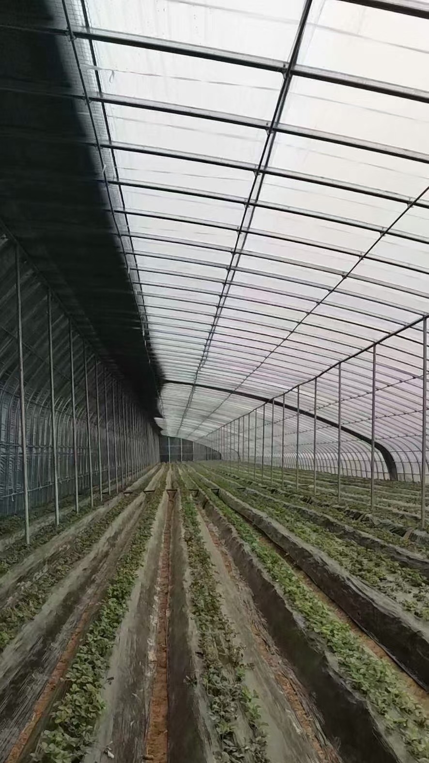 全钢骨架日光温室大棚园区
