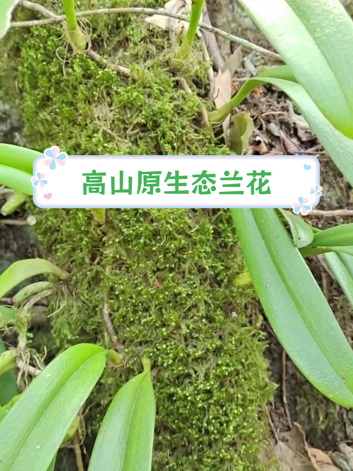 梳帽卷瓣兰:高山中的独特兰花