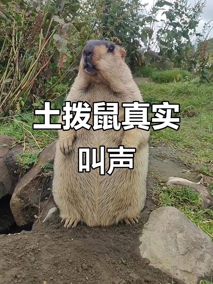 土拨鼠尖叫大揭秘,撕心裂肺的叫声让人忍俊不禁