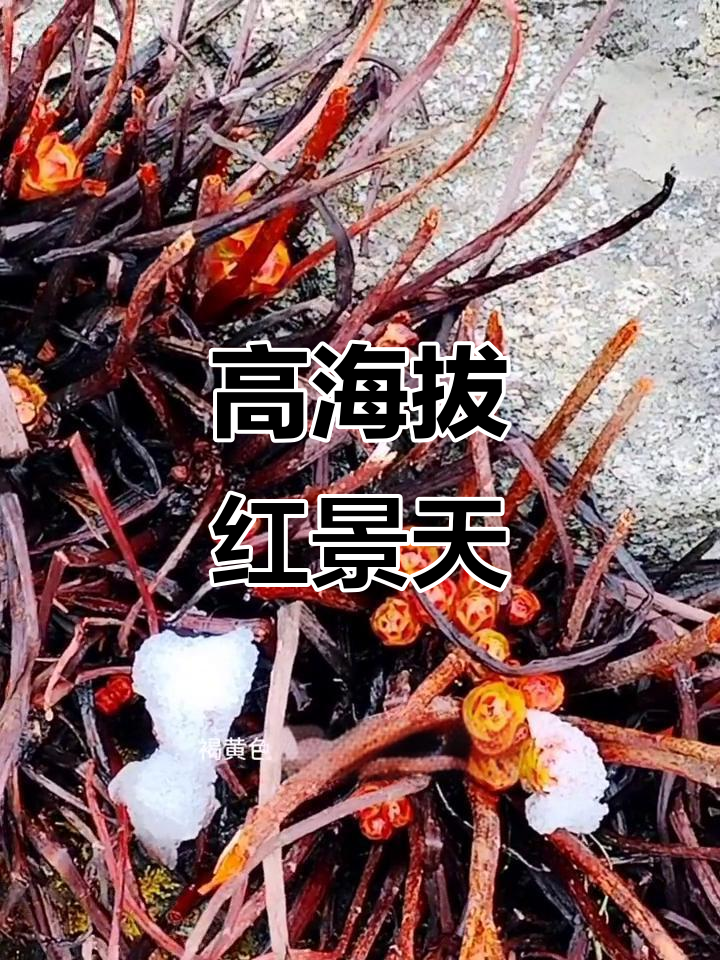 红景天:生长在西藏青海的高原草本,活血化瘀效果显著