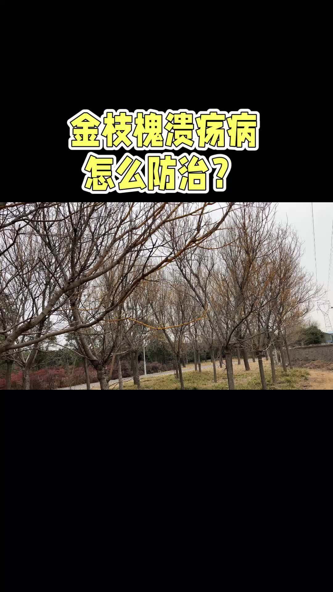 园林绿化 金枝槐溃疡病怎么防治?绿化养护 绿化苗木