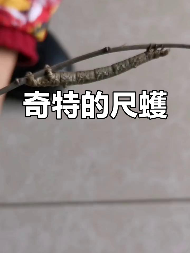 尺蠖:伪装成树枝的飞蛾幼虫