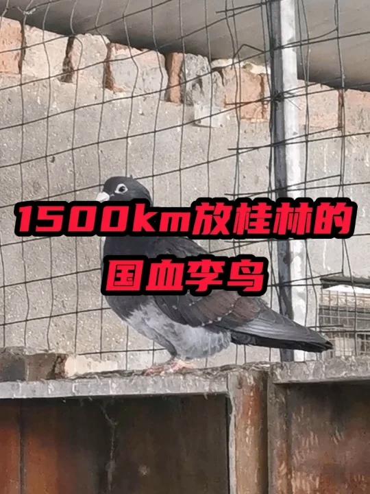 枭鹰系黑皮红毛李鸟