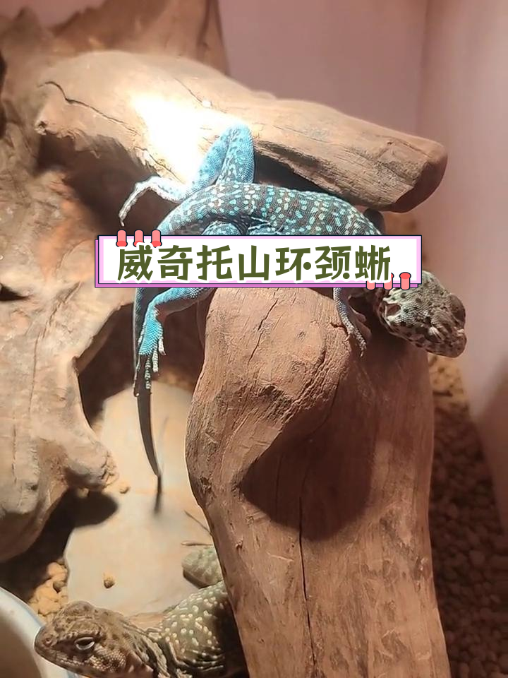 迪克森环颈蜥图片