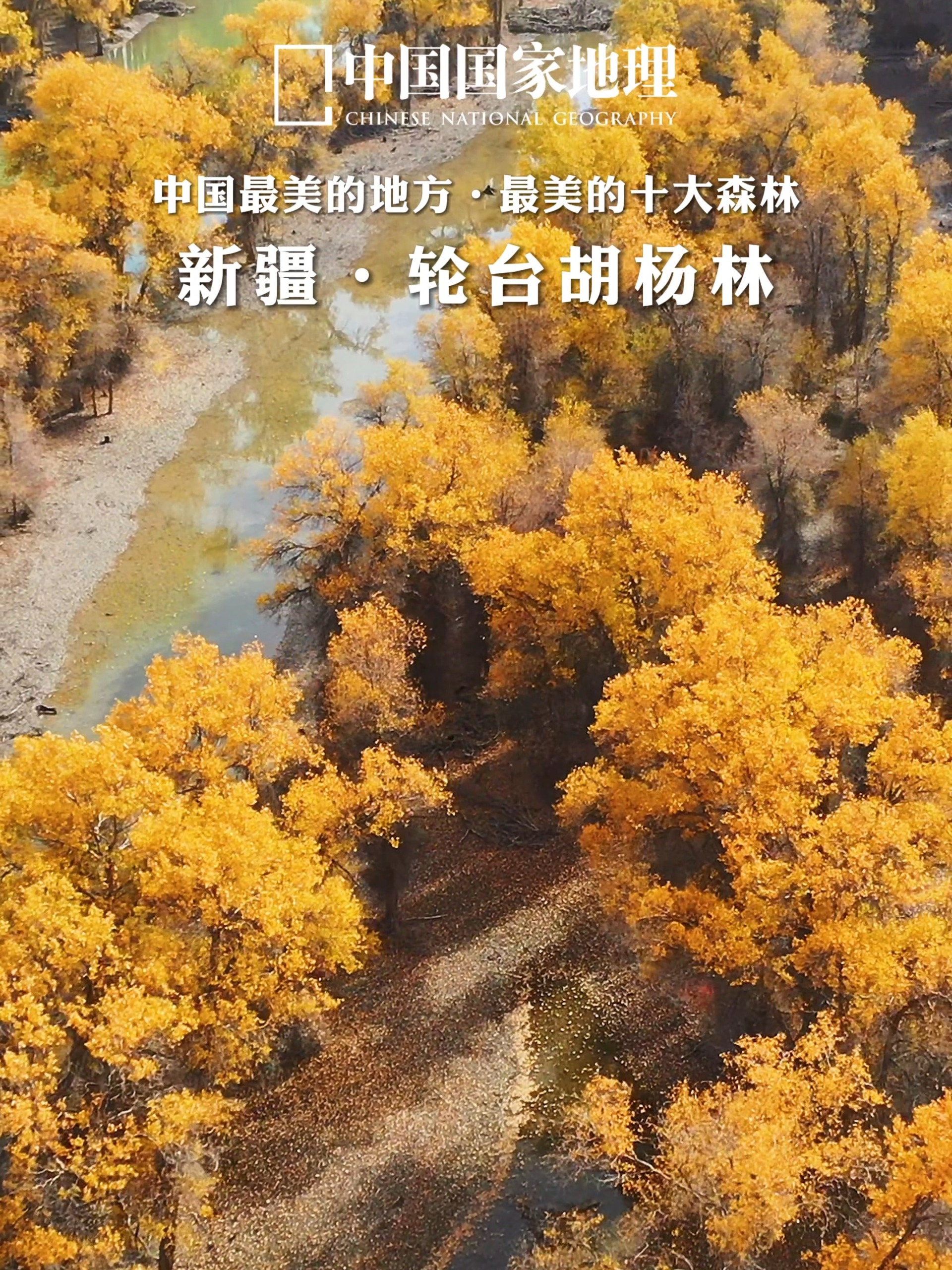 轮台胡杨林,中国最美的森林之一