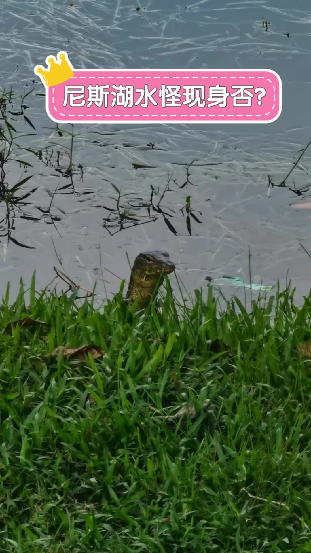 尼斯湖水怪现身图片