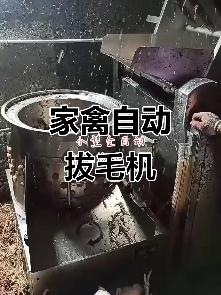 小型全自动家禽脱毛机,省时又省力