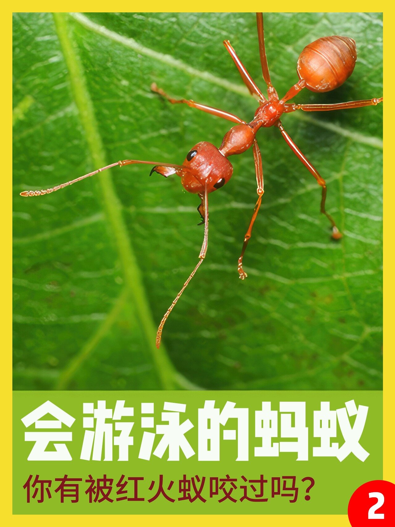 会游泳的蚂蚁你见过吗?你又被蚂蚁咬过吗?