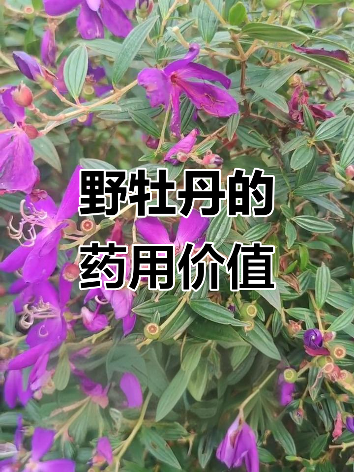 朝天罐:观赏花卉与药材的完美结合