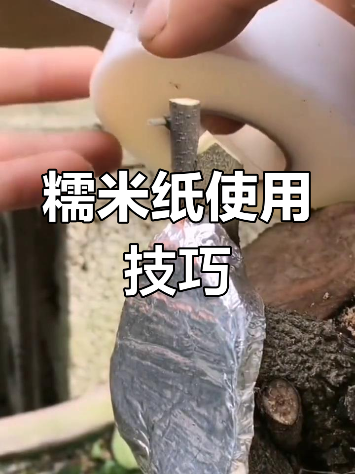 糯米纸嫁接膜的正确使用方法