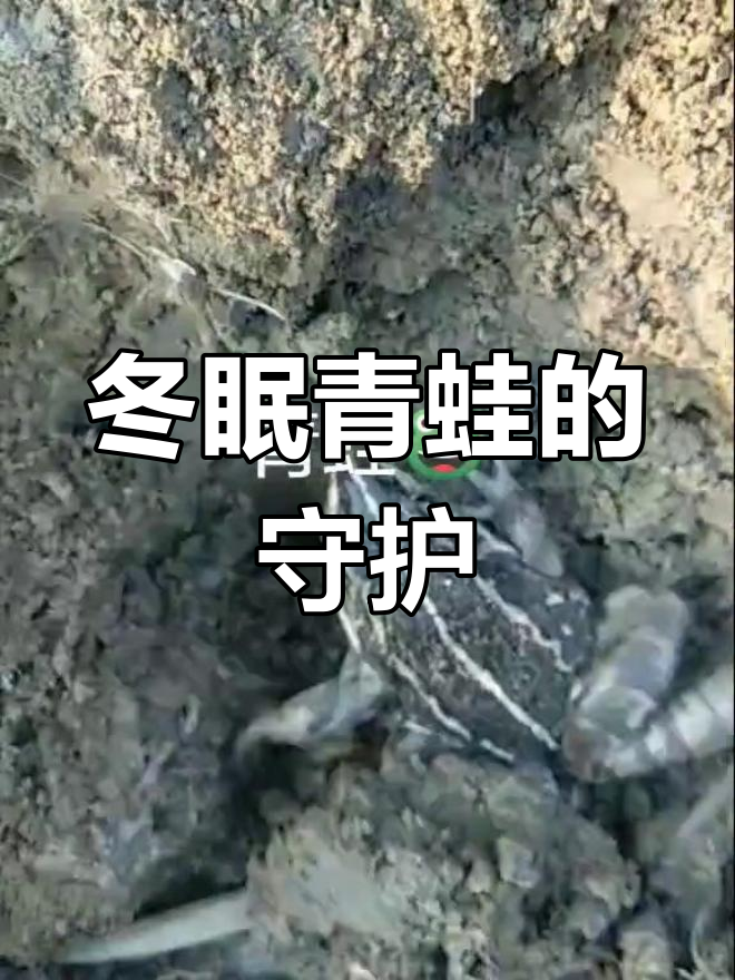 包含青蛙为什么没参加的词条