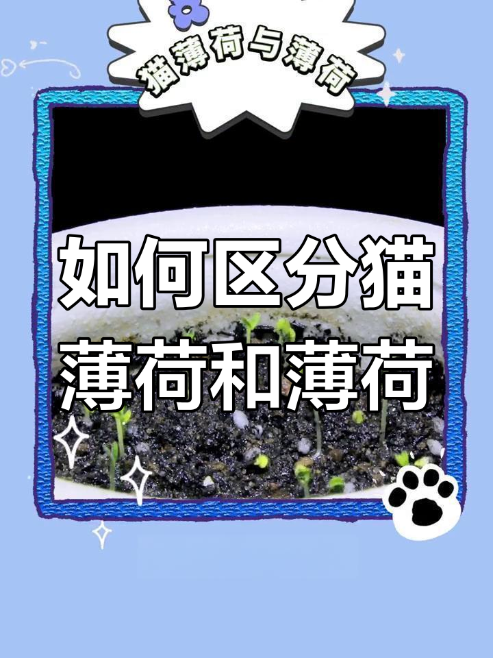 为什么猫喜欢猫薄荷 为什么猫喜欢猫薄荷