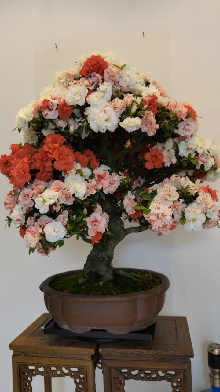 日本皋月杜鹃—玉玲