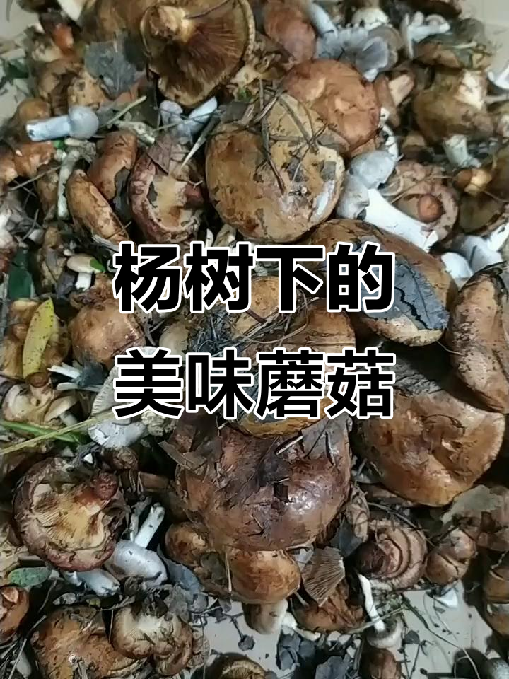 火山三农合伙人:杨树下蘑菇大丰收,口感超好!