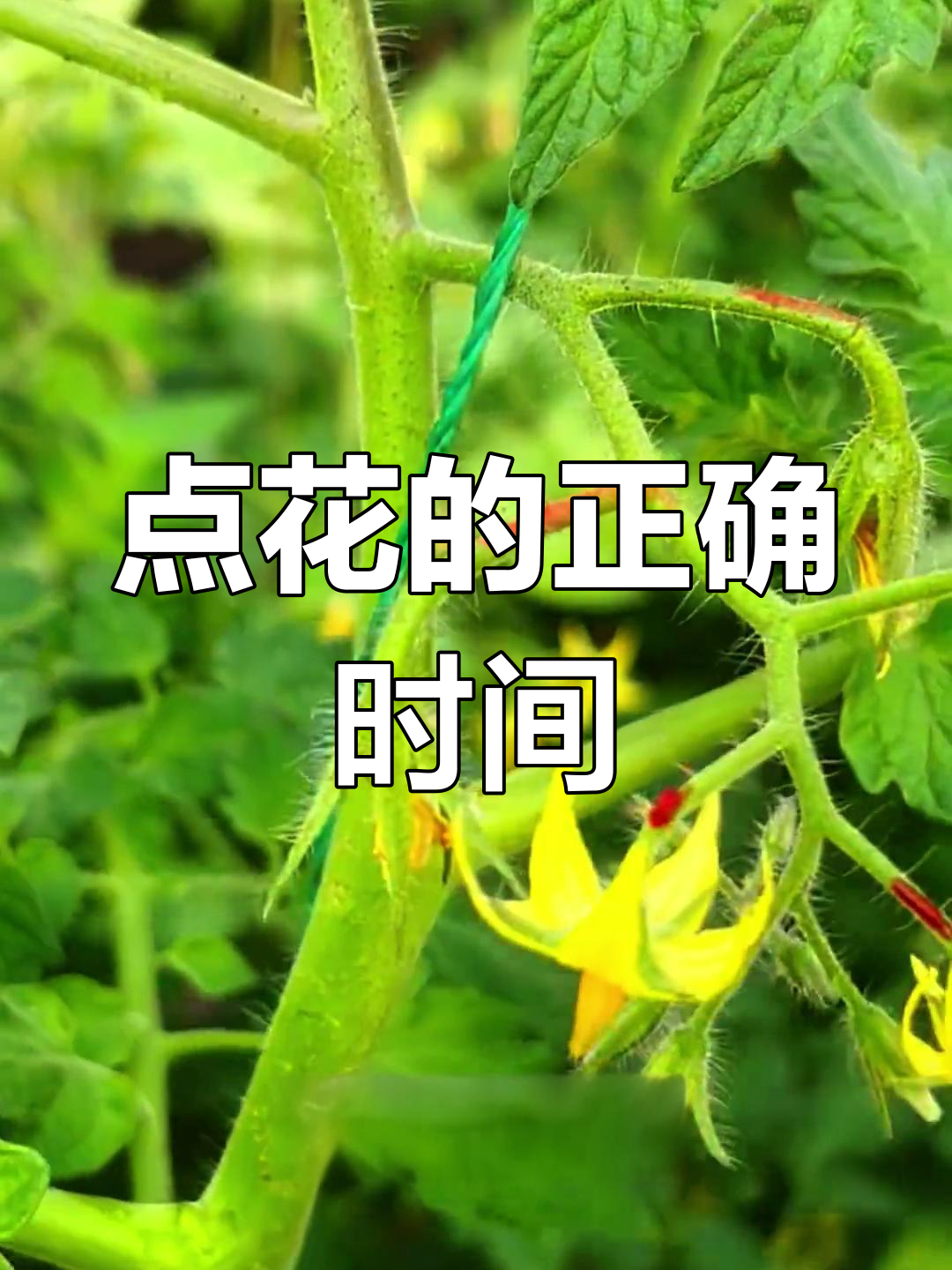 西红柿点花技巧:掌握最佳时机,避免裂果和小浆果