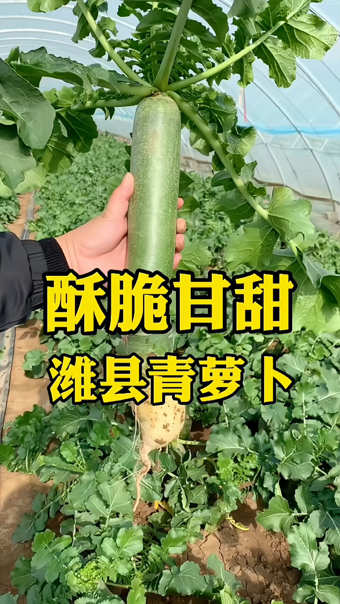 潍坊味道,潍县青萝卜