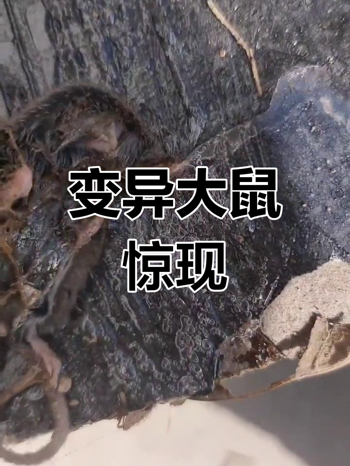 老鼠进化成怪物,长鼻獠牙吓人