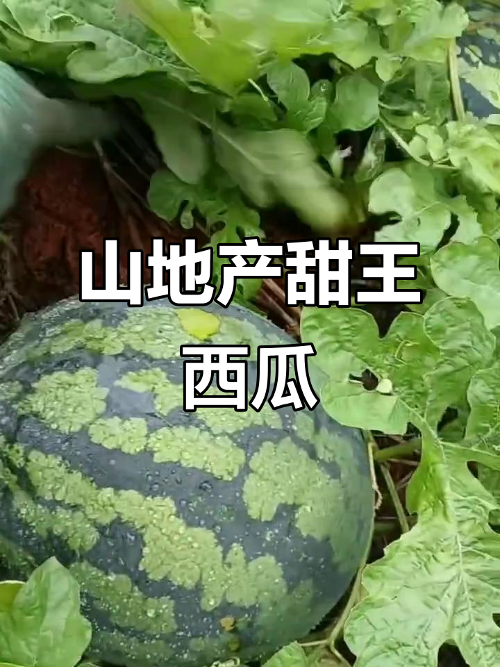 山地西瓜丰收,天气好就得赶紧卖!