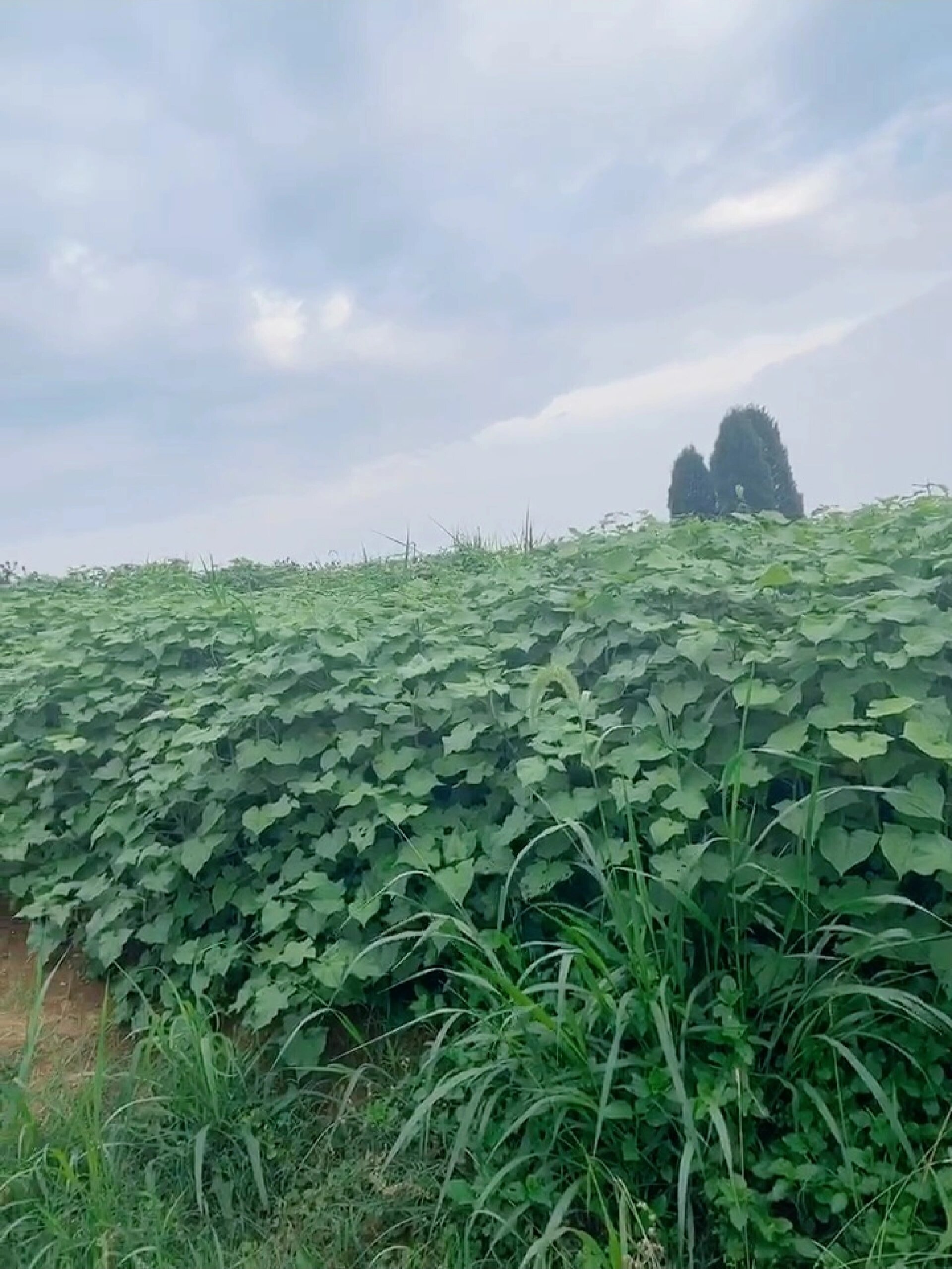 金荞麦一年生长情况