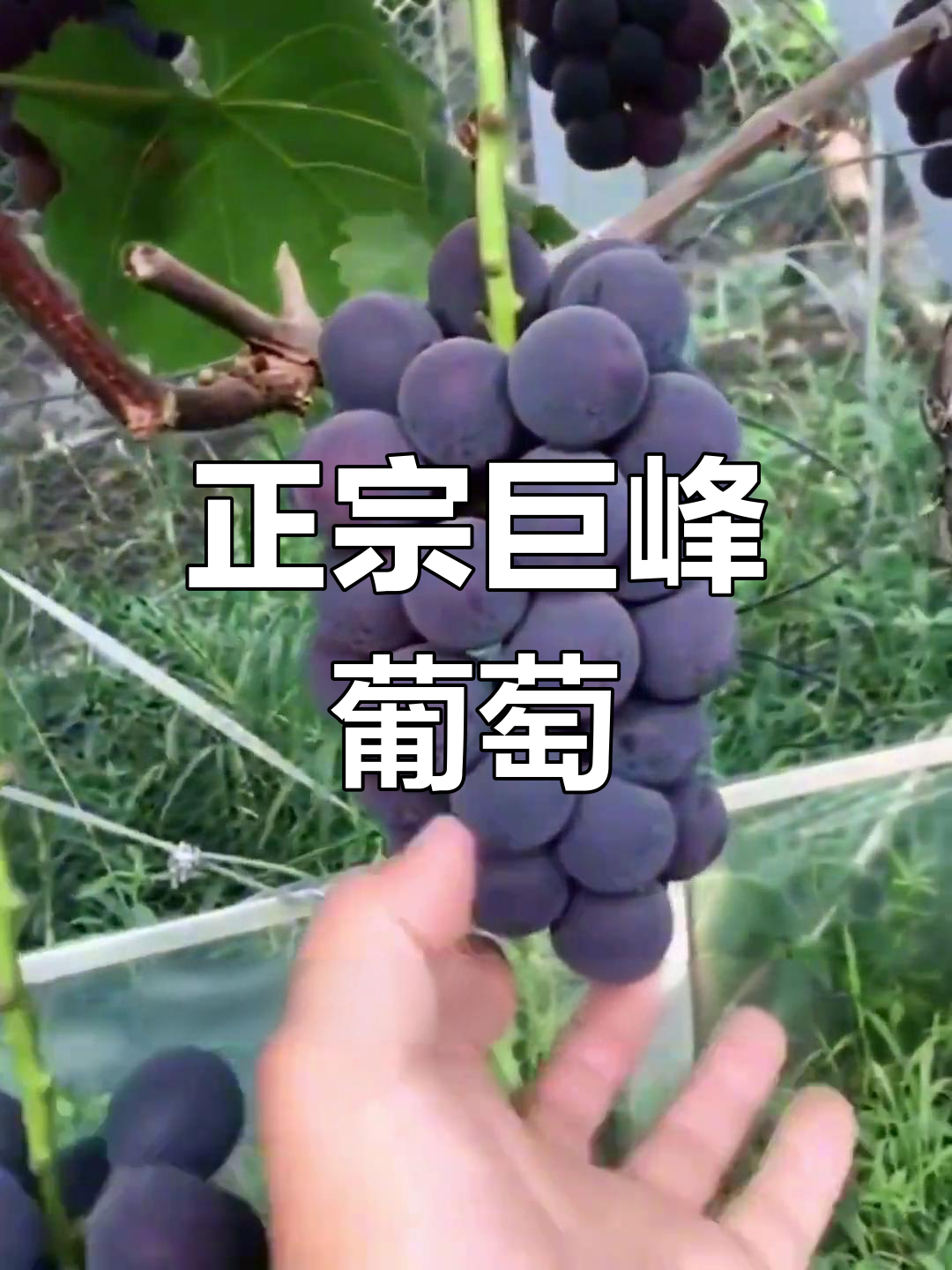 巨峰葡萄:酸甜可口,国产老牌品种的魅力