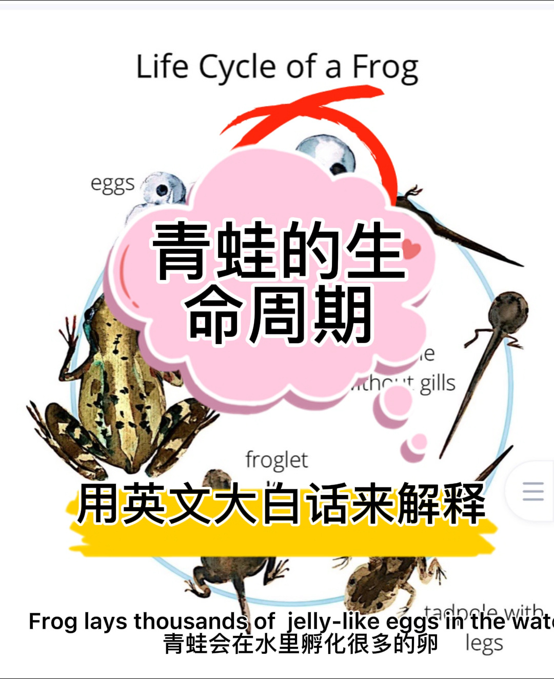 青蛙的生命周期from eggs to frog