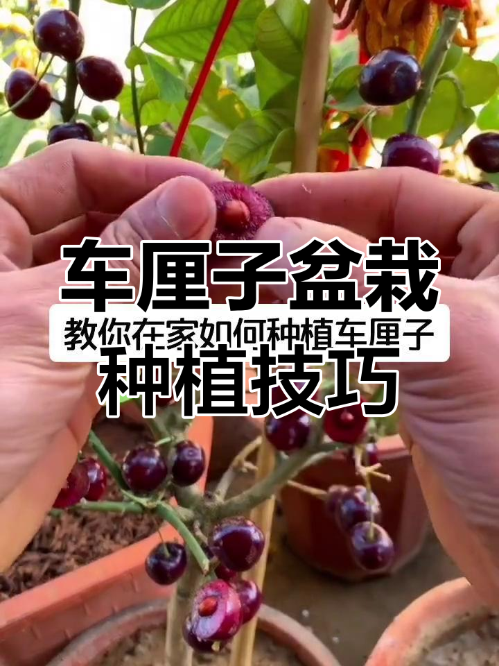 车厘子种植方法图片