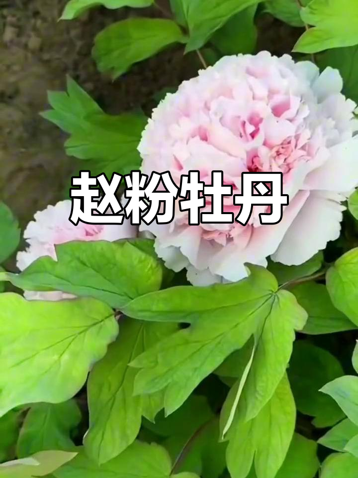 2002年赵粉牡丹,粉色娇艳历史悠久