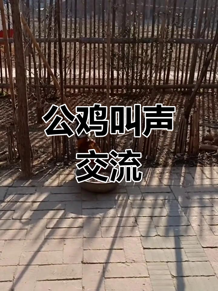 野公鸡叫声声音图片