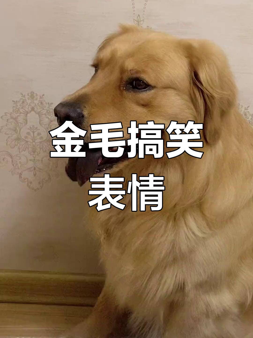 金毛的"你还要我怎样"眼神,太搞笑了!