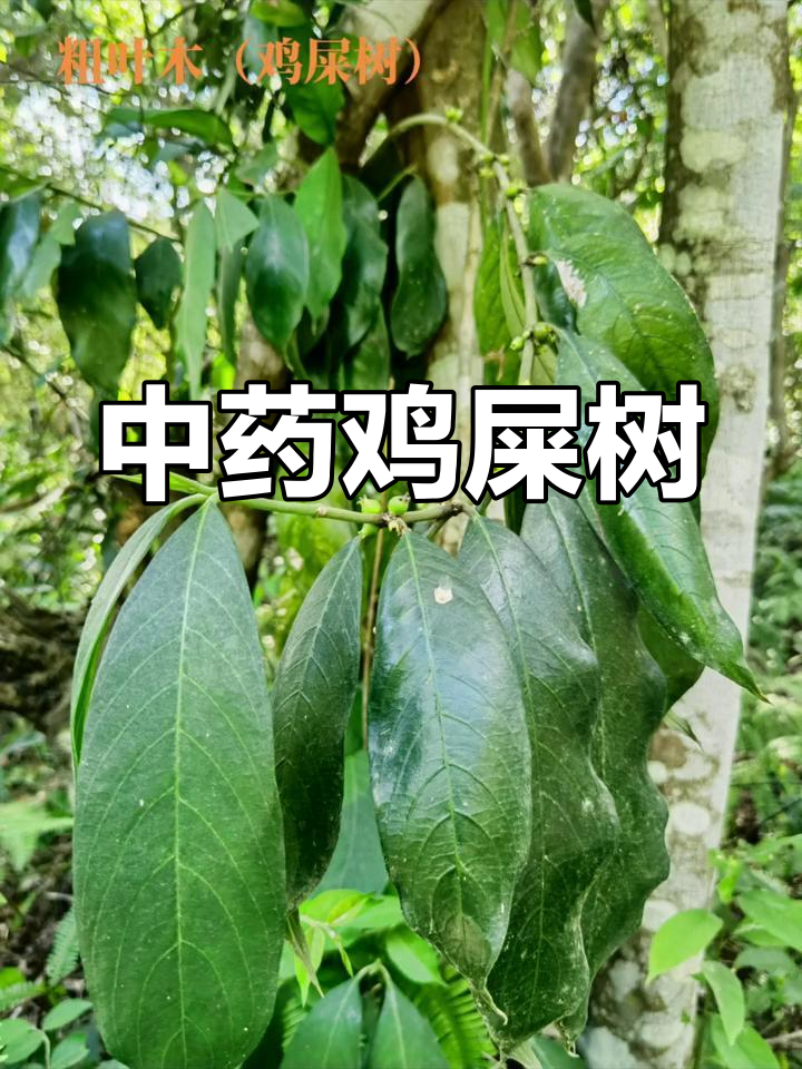 鸡屎树,茜草科植物根茎入药