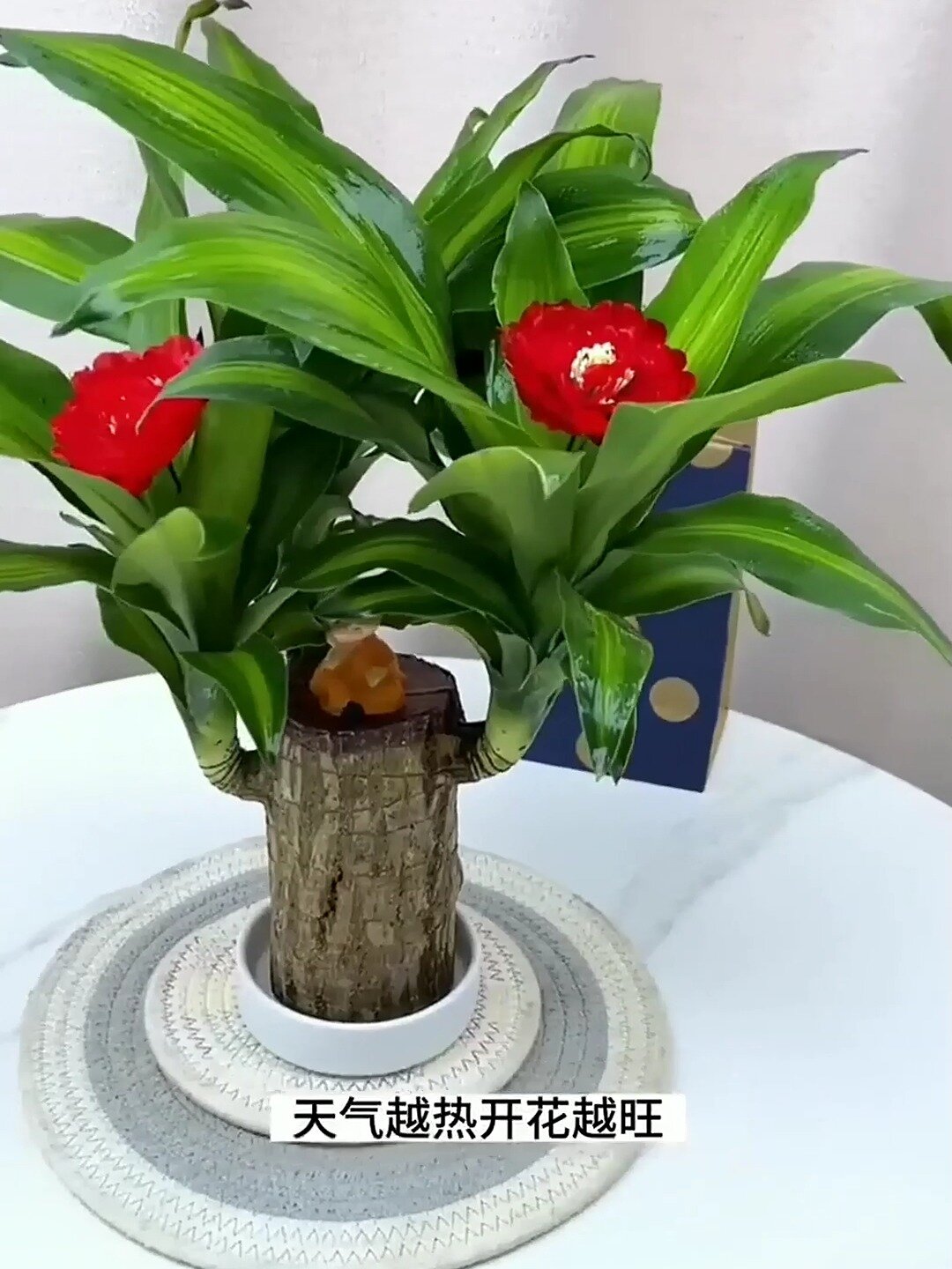不需要晒太阳的绿植巴西木有水就能存活