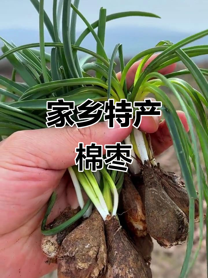 伏牛山的独特绵枣,你尝过吗?