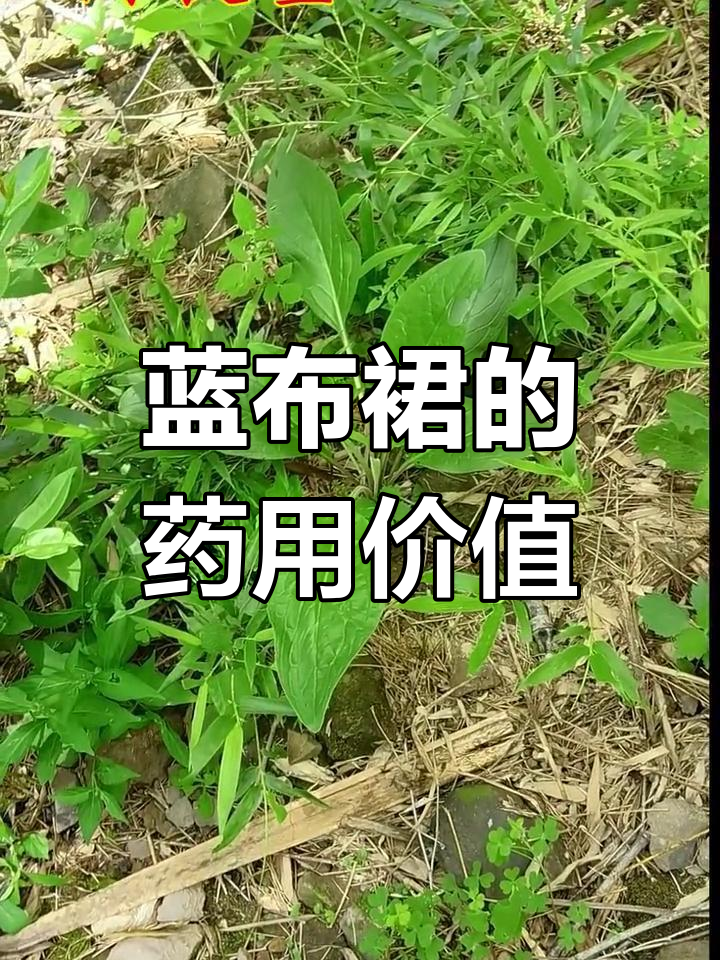 草药倒提壶的图片大全图片