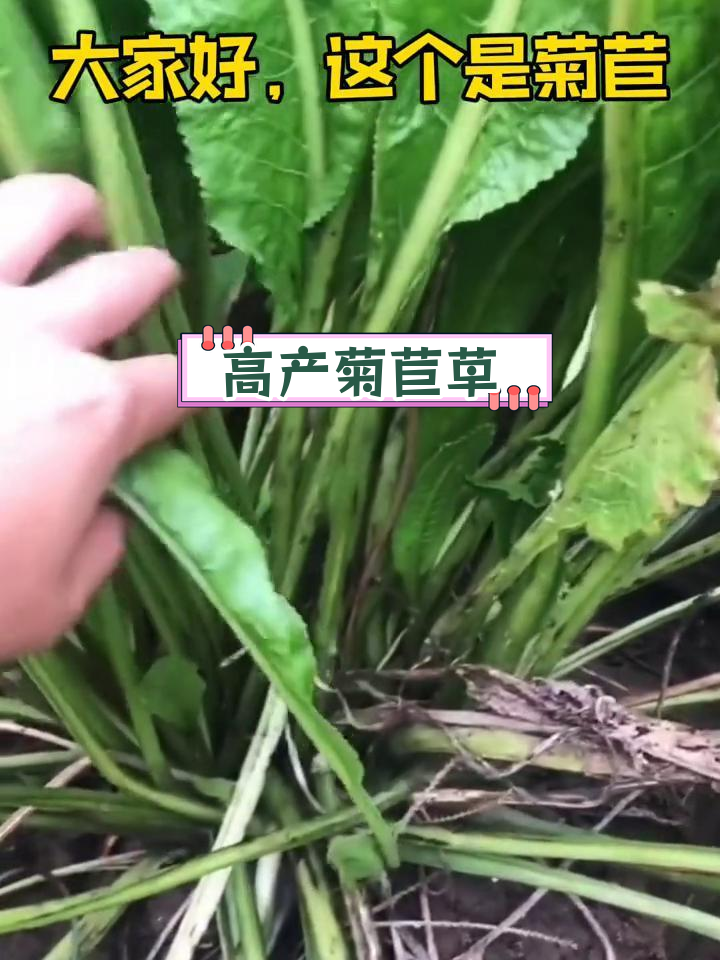 天香菊苣牧草图片