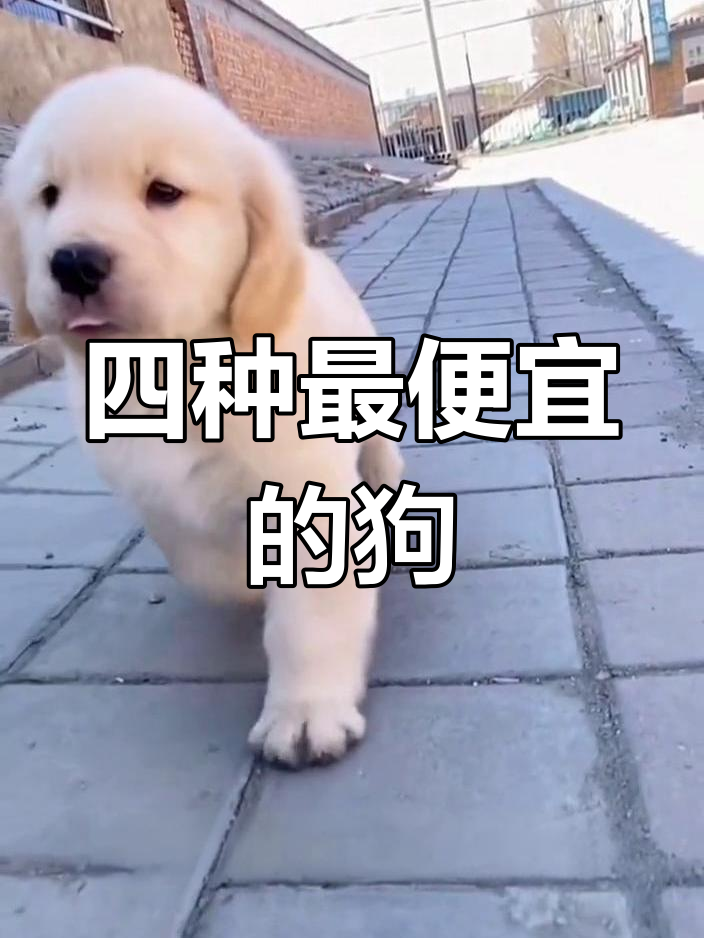 适合上班族养的四种超便宜狗狗,忠诚又好养