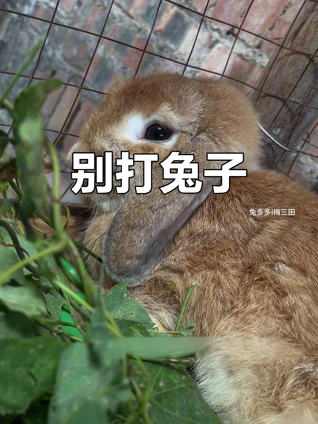 兔子不能打,打了后悔!公兔被打后表情超委屈