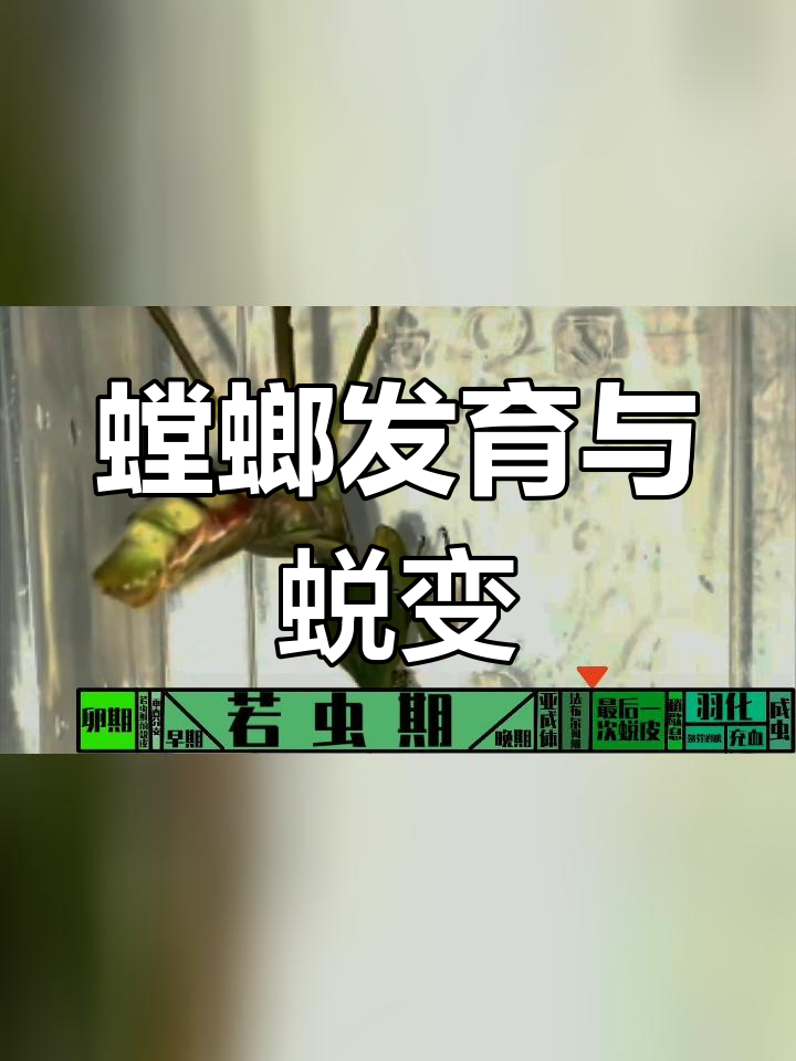 宽胸菱背螳螂的蜕变过程揭秘